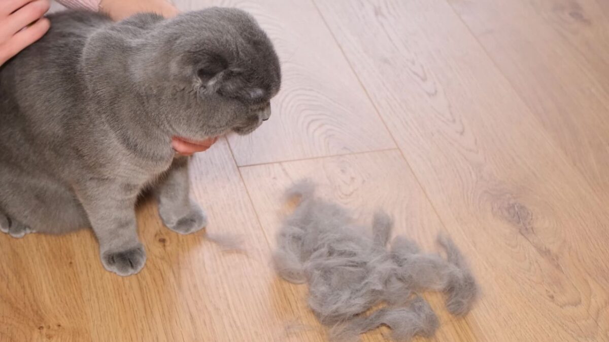 猫の抜け毛処理